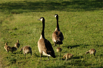 Geese and Goslings