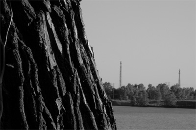 Tree by the River