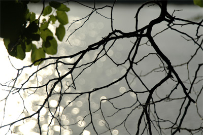 Leaves, Branches, and River