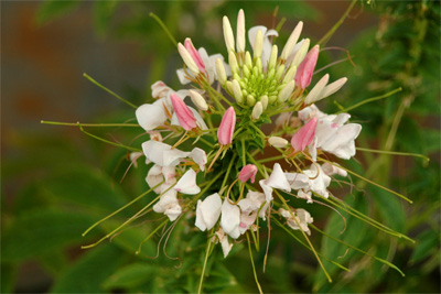 Pink and White Flower