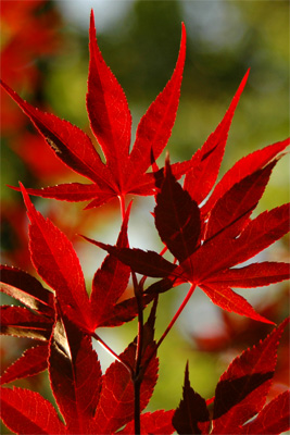 Red Leaves Backlit