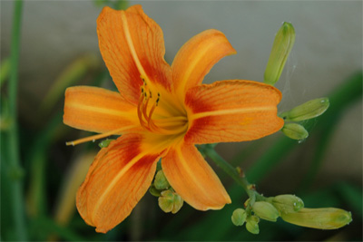 Orange Flower