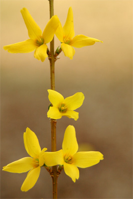 Yellow Flowers