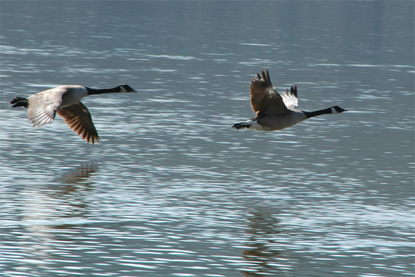 Canadian Geese