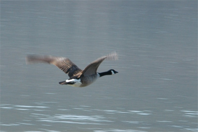 Canuck Goose