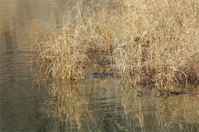 Dead Grass on the River's Edge