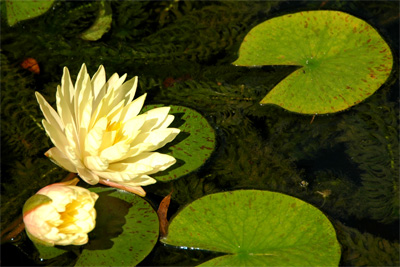 We didn't even know we had these kind of flowers in the pond until they bloomed over the weekend.