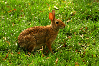 Rabbit Listening