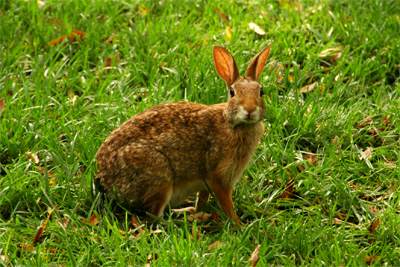 Rabbit Looking