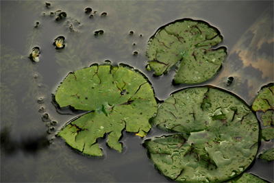 The Lily Pad Archipelago