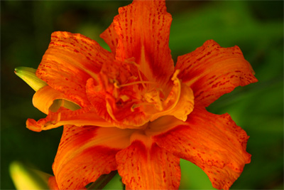 Tiger Lily (a bit under the weather)