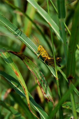 Yellow Grasshopper