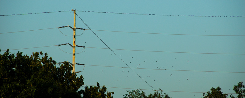 Birds flock wires