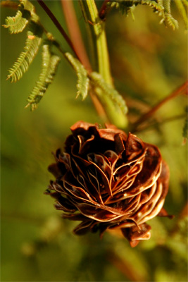 Flowering Roadside Weed