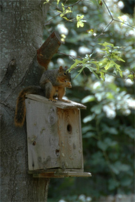 Like this squirrel, I couldn't be bothered. So Davis took this one.