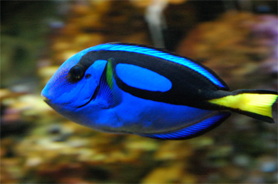 A Dory-fish