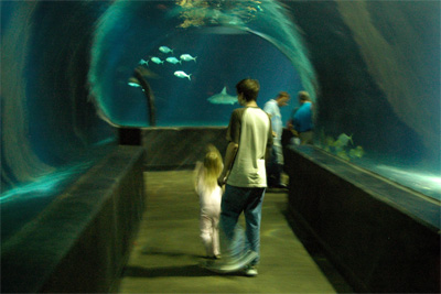 Down the Shark Tunnel