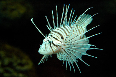 Lion fish, slightly bored