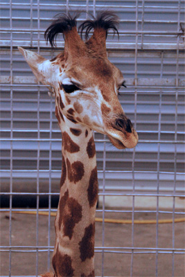 Mabelline Giraffe