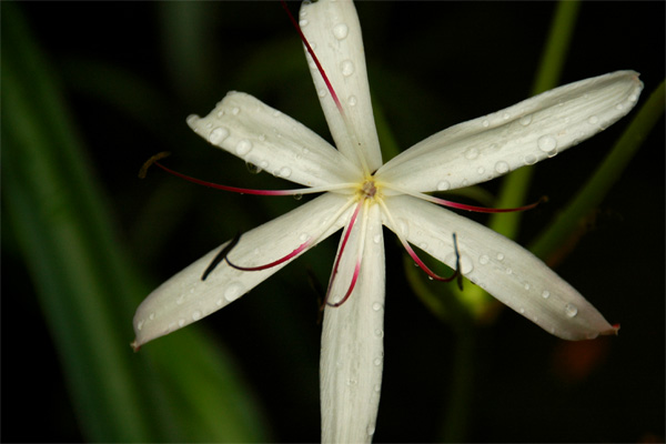 Raindrops on a Flower