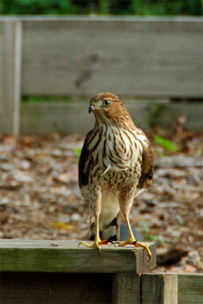 Hawk, Looking Left