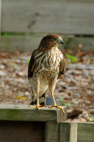 Hawk, Pondering the Right