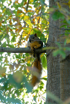 Waiting for the Hawk (on the other side of the tree) to Leave