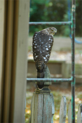 Return of the Backyard Hawk