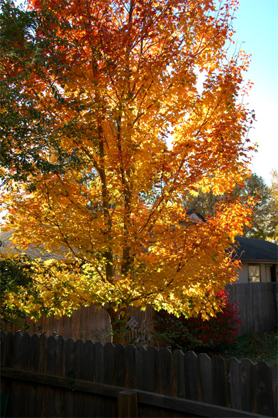 Neighbor's Tree